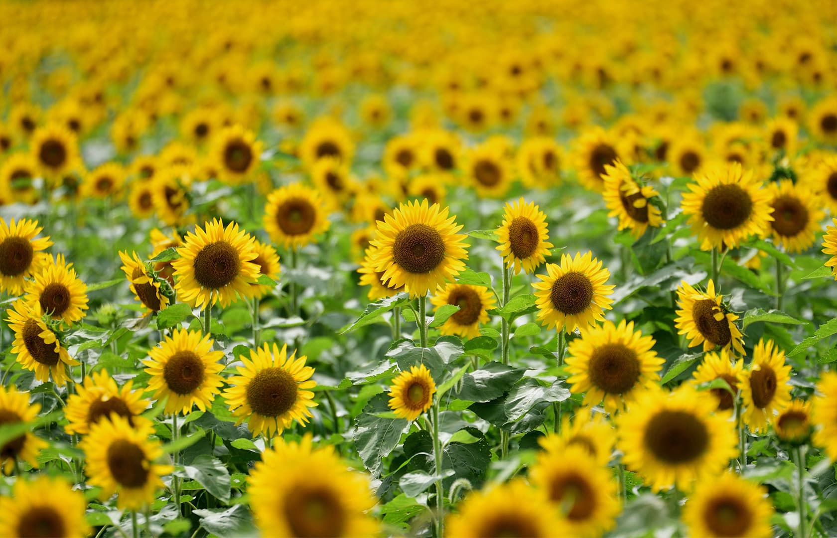 宮川ひまわり畑