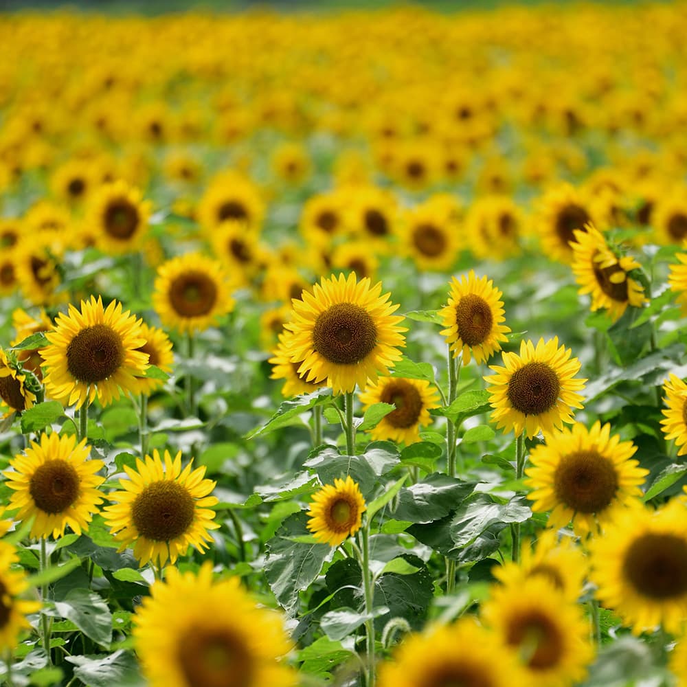 宮川ひまわり畑